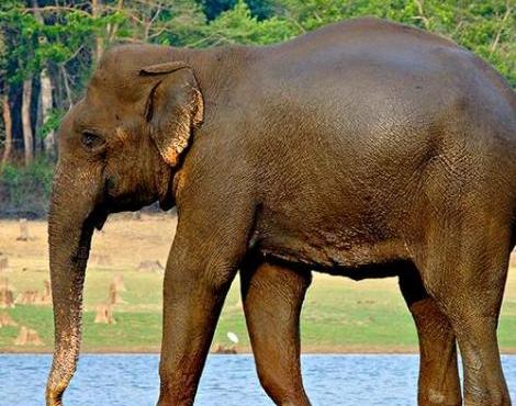 Elephant at the park