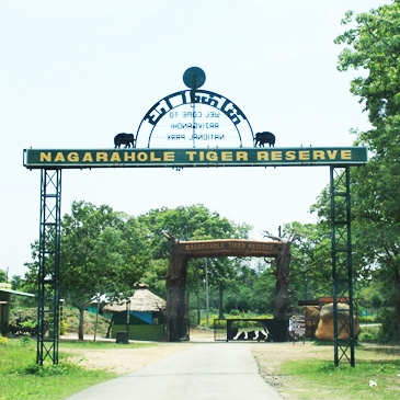 Nagarhole national park also known as Rajiv Gandhi National park is located in Kodagu and Mysore district of Karnataka.