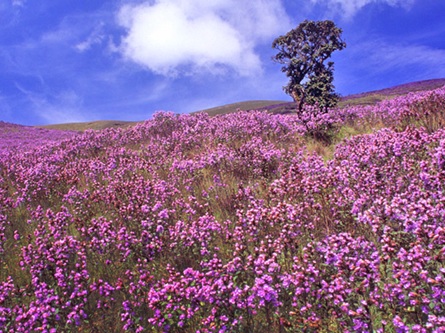 Breath taking Flora at Nilgiri Biosphere Reserve