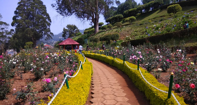 Ooty Rose Garden