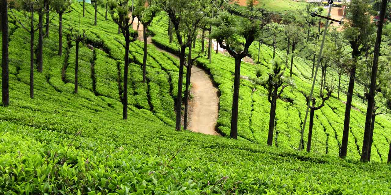 Ooty also known as Udhagamandalam is located in the Nilgiris District of Tamil Nadu, India. Ooty Botanical garden was established in 1847.