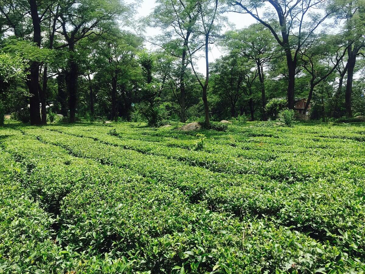 Palampur tea garden