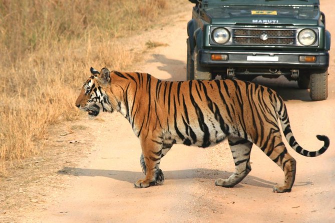 Safari at the Panna National Park