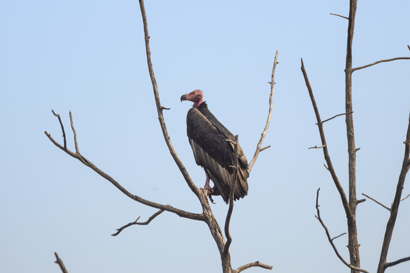 The Indian Vulture in the park