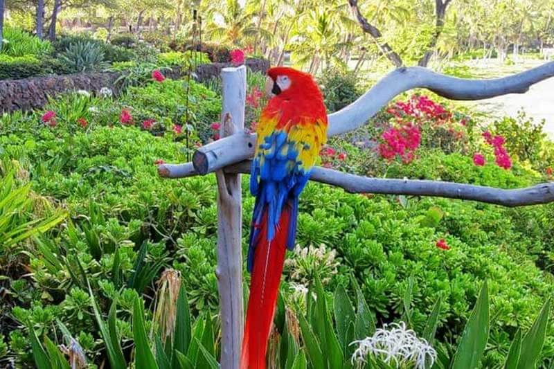 Parrot Island