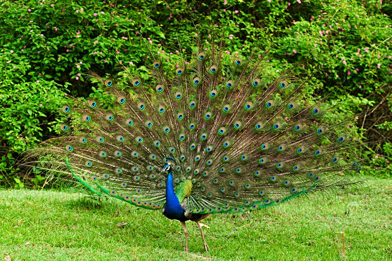 National Bird of India- Indian Peacock or Peafowl is the National bird of India. Indian Peacock represents joy, grace and beauty. 