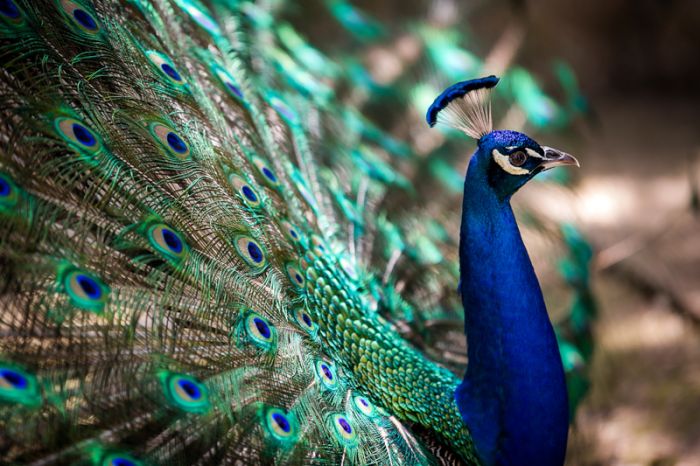 Indian Peacock