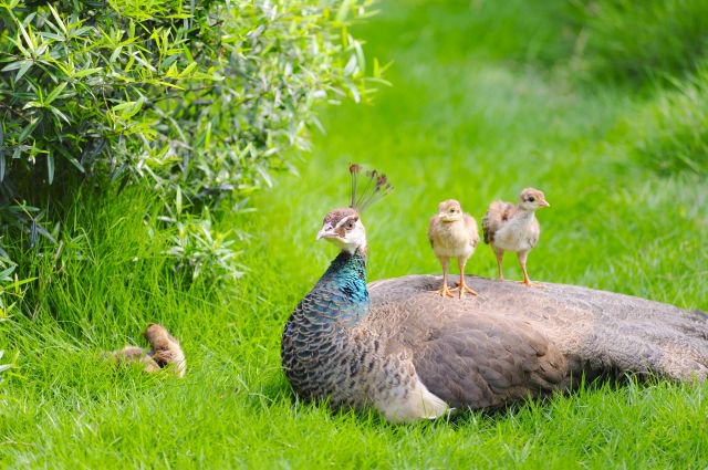 Peahen with babies
