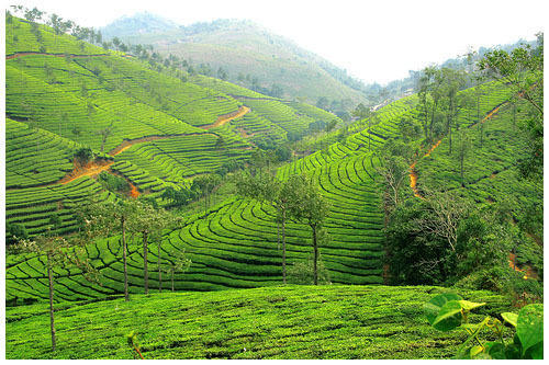 Peermade also known as Peerumedu is an important hill stations in Kerala, India. It is at a height of 950 m above sea level.