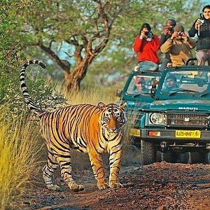 Ranthambore National Park