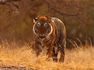 Tiger taking bath in Ranthambore National Park