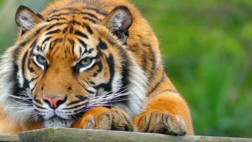 National animal of India is the Royal Bengal tiger.It is one of the most elegant and graceful Carnivores animal found in  India