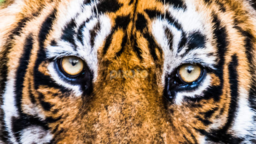 Eyes of Royal Bengal tiger