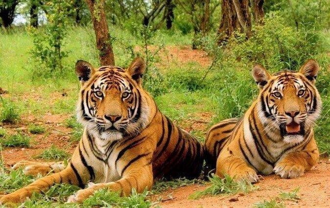 Sariska National Park