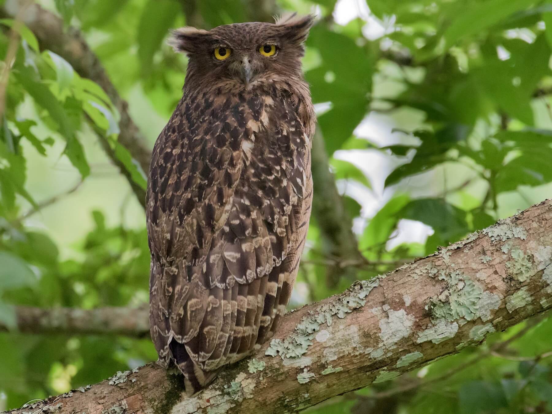 Brown Fish Owl in the park