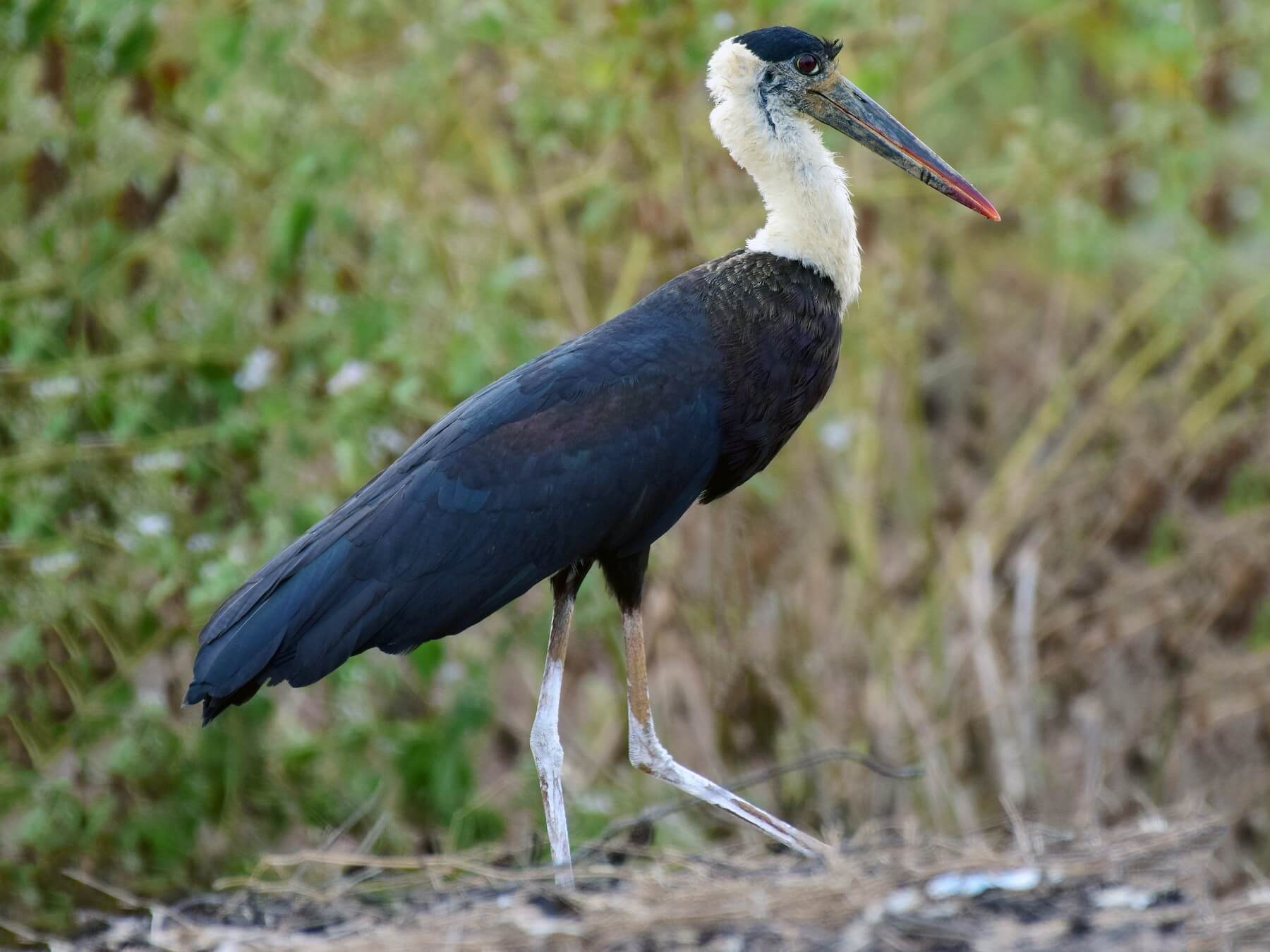 Woolly necked stork in the park