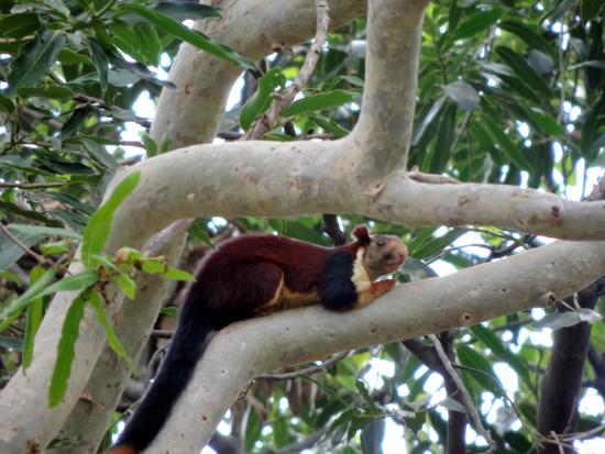 Sathyamangalam wildlife sanctuary is a protected area and tiger reserve in Eastern Ghats in Erode district of Tamil Nadu. 