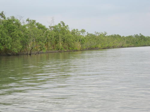 Sundarbans National park is located in the state of West Bengal, India. It is also a tiger reserve and Biosphere reserve