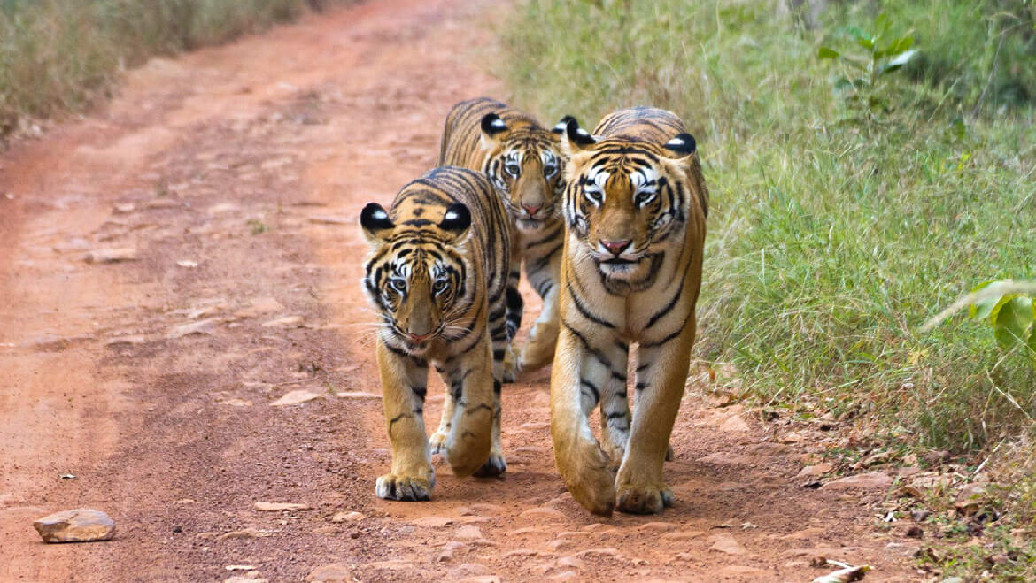 Tadoba National Park  located in Chandrapur District of Maharashtra India. It is one of the oldest and the largest National Parks in Maharashtra. 