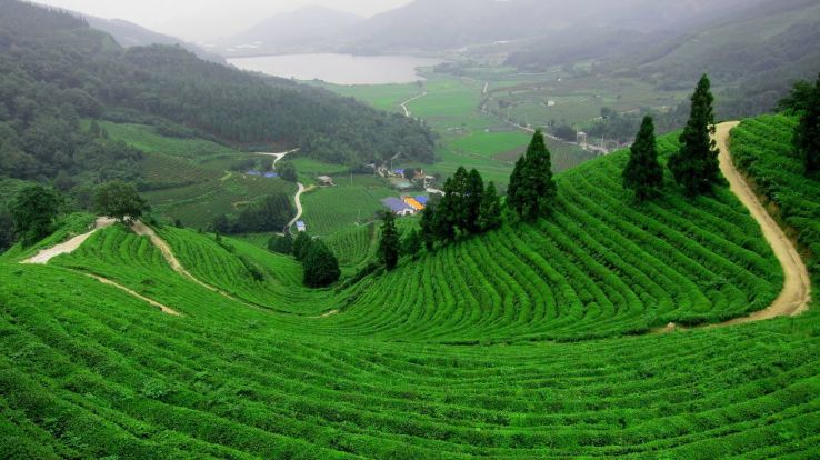 Tea Garden Munnar