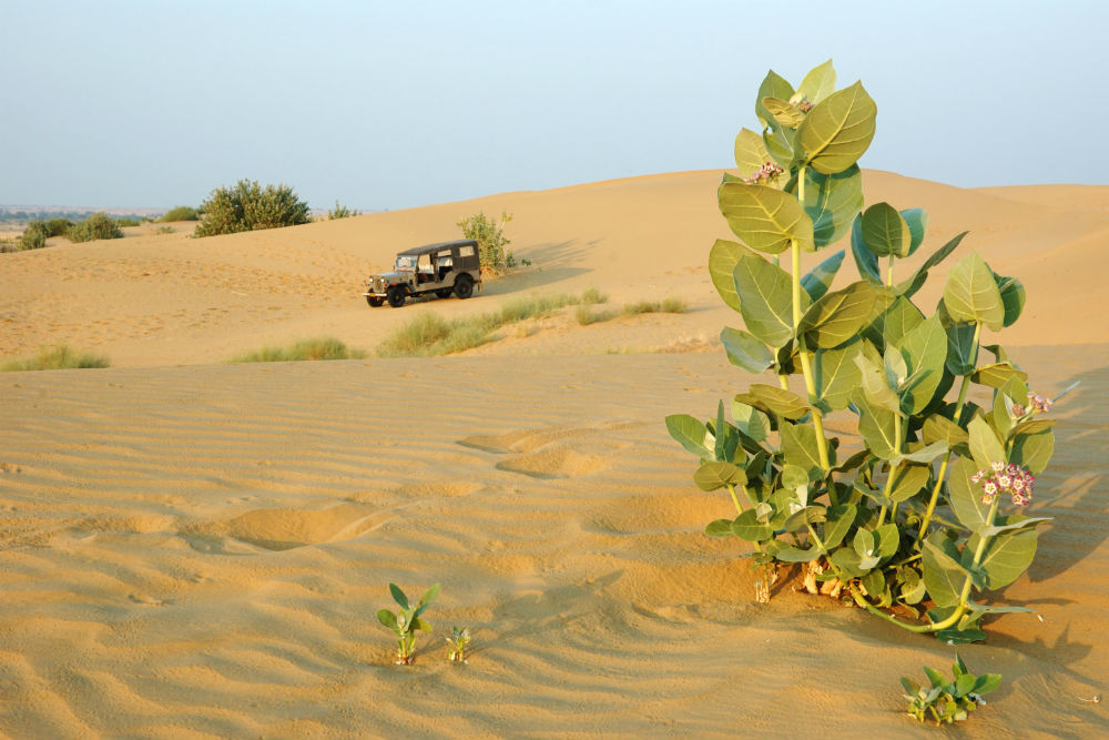 Thar Desert -- Climate, Vegetation, Flora and Fauna, Tourism