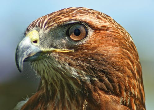 The Hawk and their friends