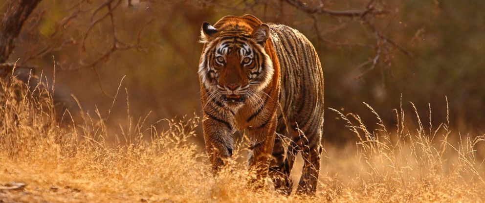 Tiger National Animal of India