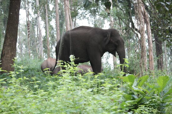 Elephant in the Wayanad wildlife sanctuary
