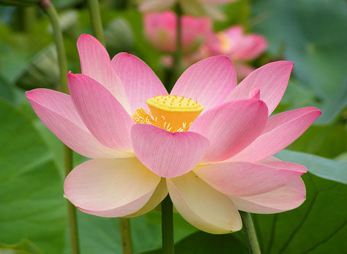 beautiful lotus