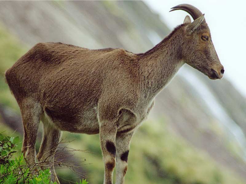 Different Fauna in Western ghats