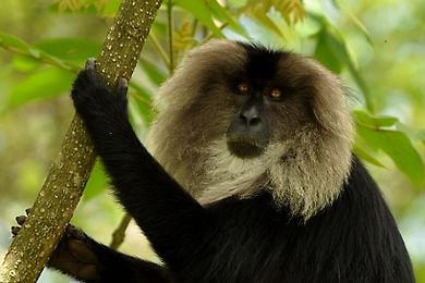 Wildlife in the thick forests of the ghats