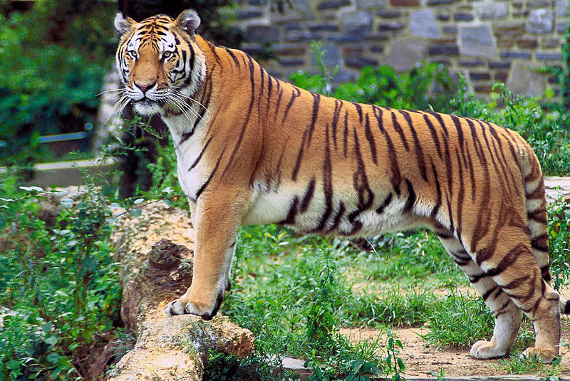 Tiger in the Western ghats