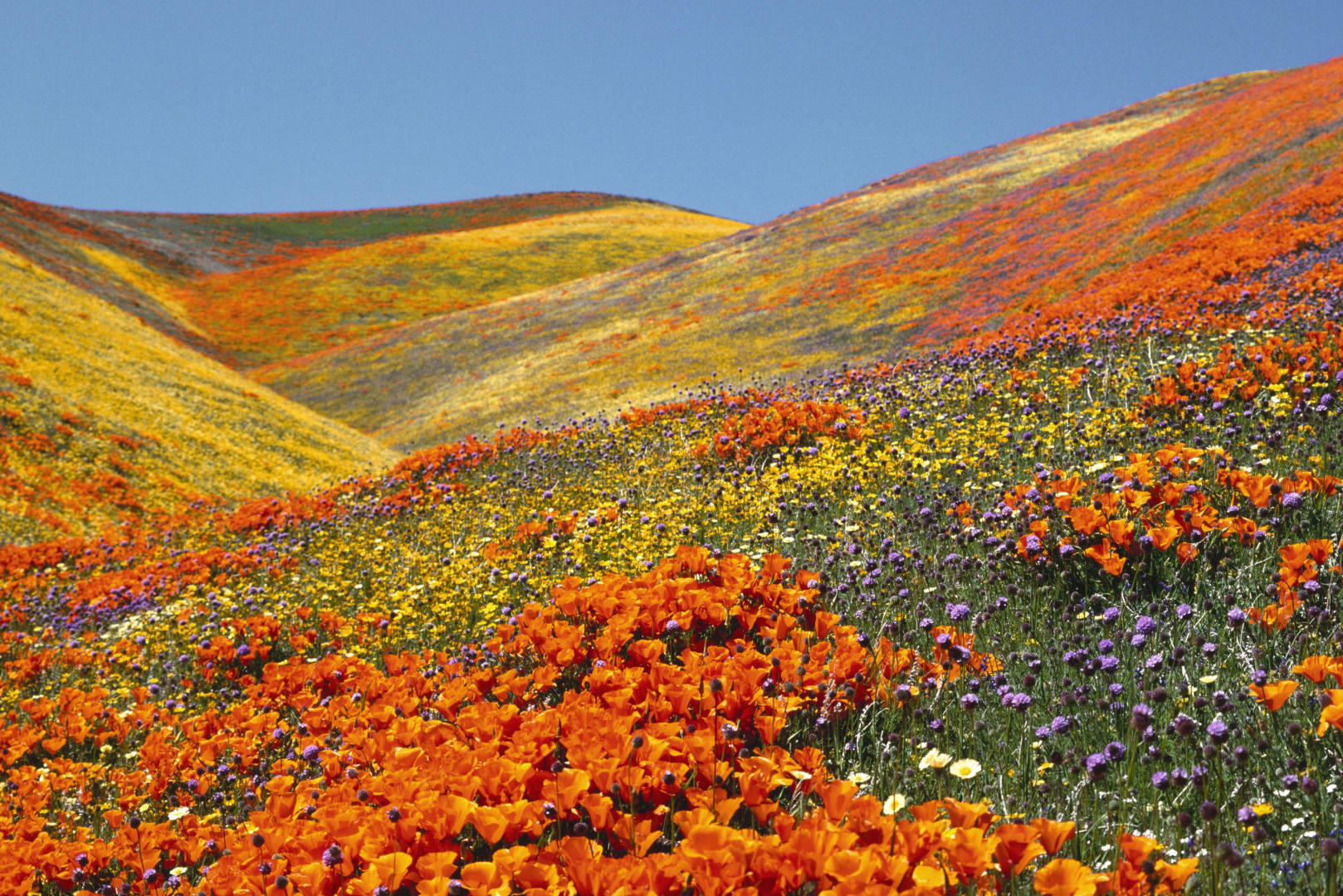 Valley for flowers