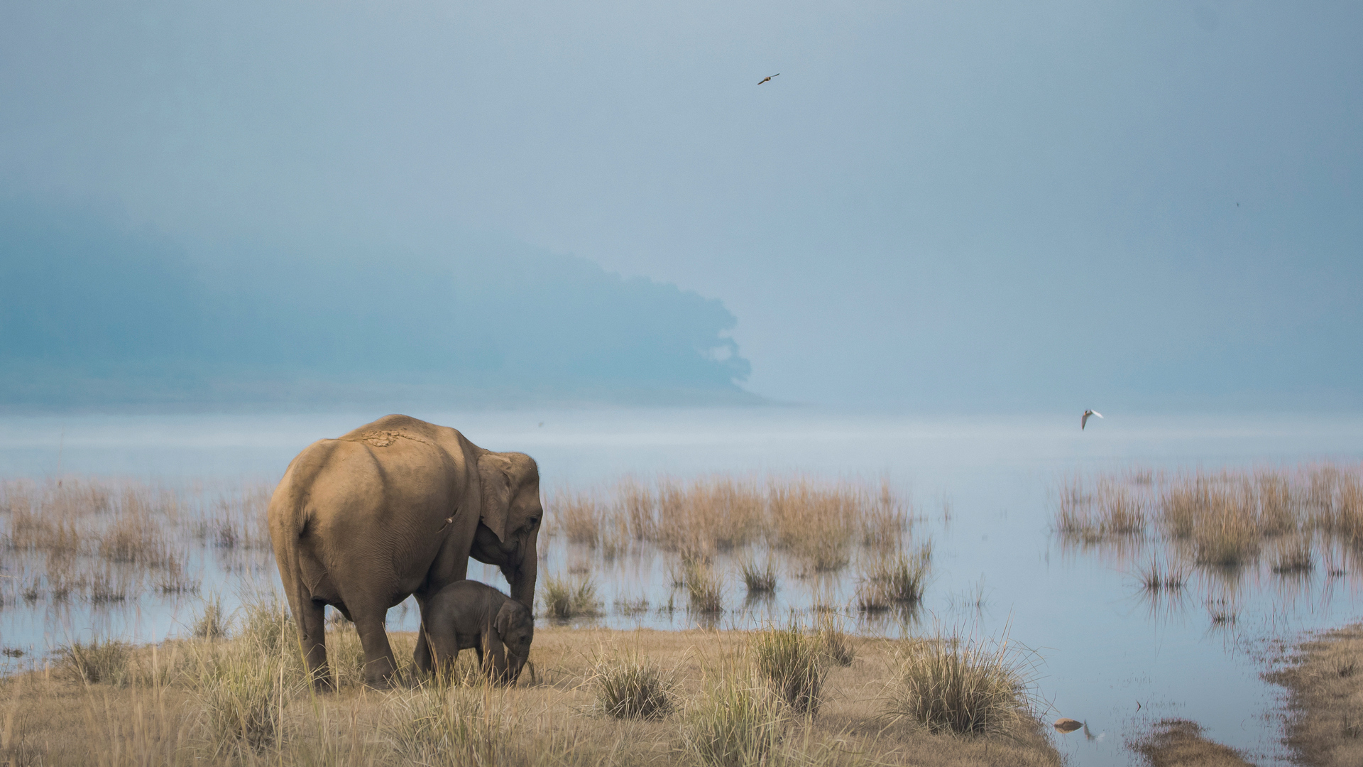 Mama elephant playing with the cub in Jim Corbett