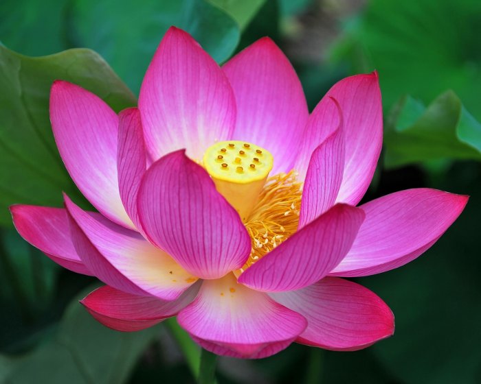 Lotus being the National flower of India occupies a unique place in the art and mythology of our ancient India. 