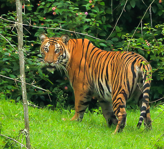 National Parks in India are the protected areas declared by the Government of India in order to protect the flora and fauna  from extinction.