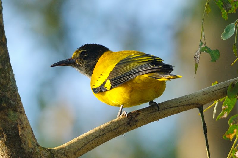 Black hooded Oriole