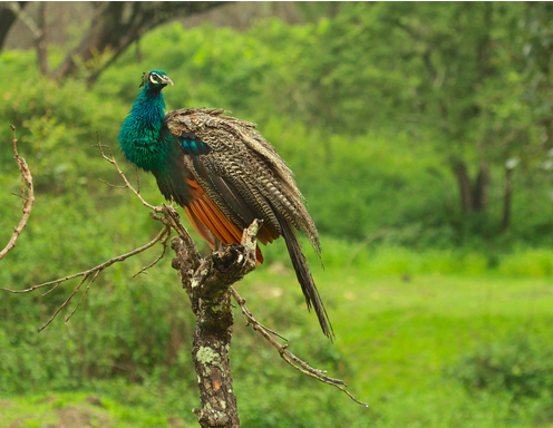 fauna in Bandipur