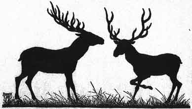Beautiful story of two Deer