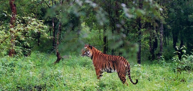 Bhadra Tiger Reserve