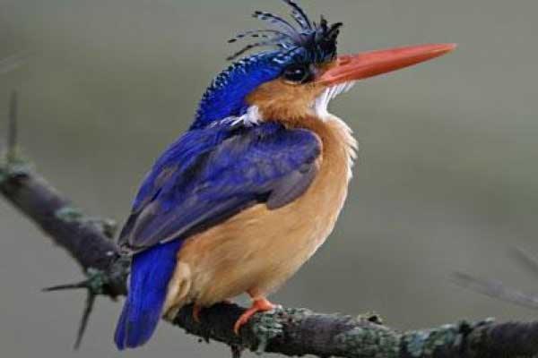 Bird watching in Jim Corbett