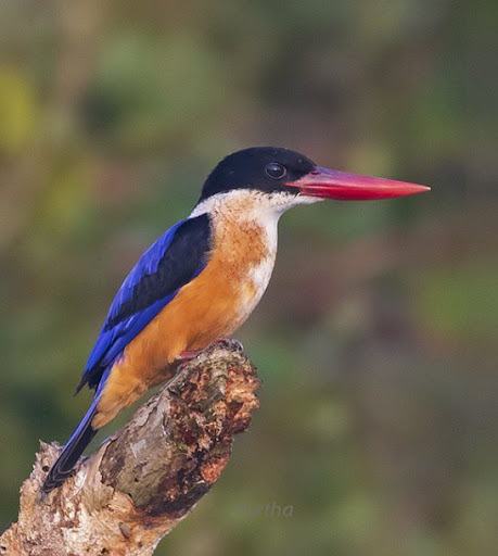 Sundarbans National Park