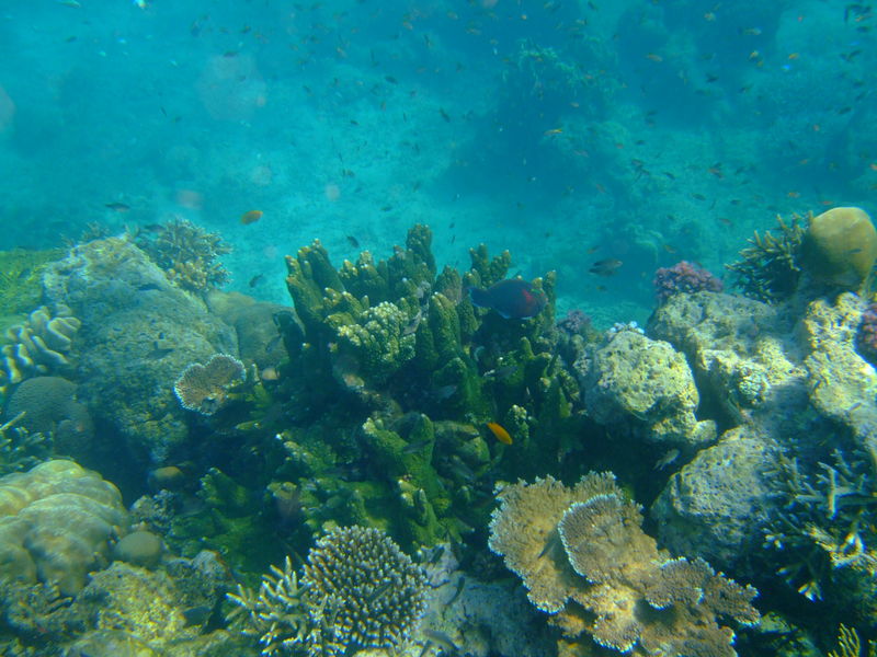 Corals in Neil Island