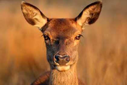 Deer in Jim Corbett