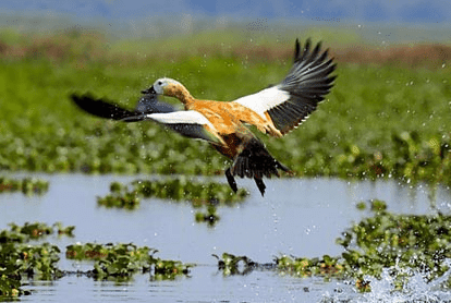 Dibru Saikhowa National Park is located in Dibrugarh and Tinsukia districts of Assam, India. The park was declared a biosphere reserve in 1997.