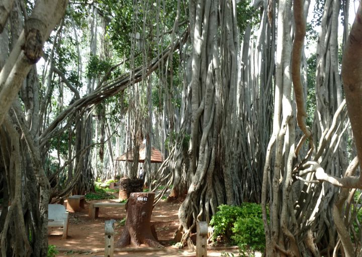 Big Banyan tree (dodda alada mara)