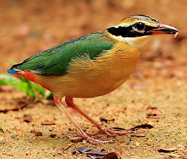 Indian Pitta in Eastern Ghats