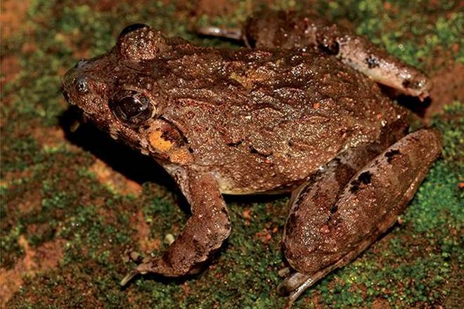 Frog in Eastern Ghats
