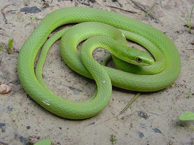 Rough Green Snake in Eastern Ghats