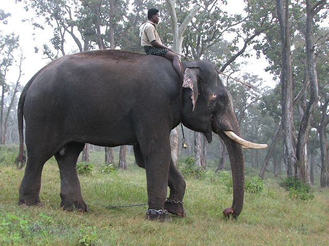 Elephant safari